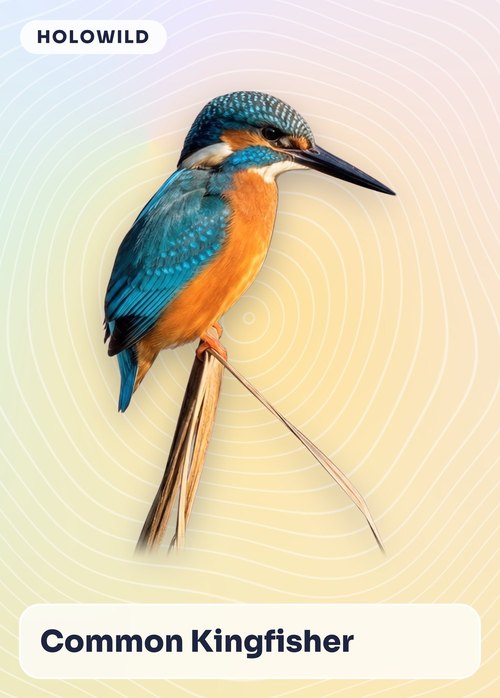 Sample HoloWild card: Common Kingfisher
